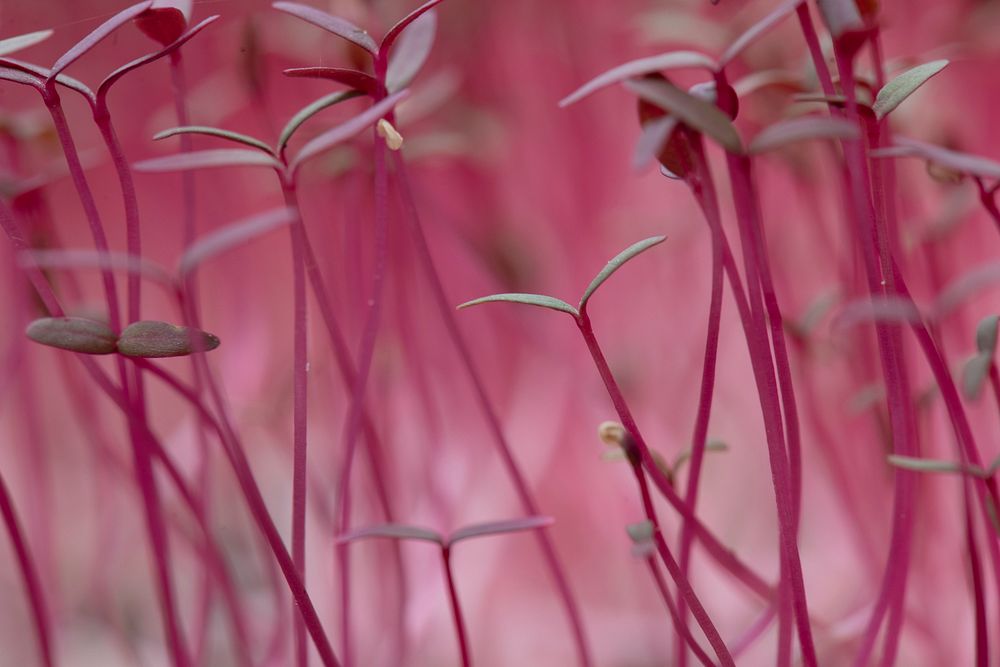 Amaranth sprouts at Green Bexar Farm, in Saint Hedwig, Texas, near San Antonio, on Oct 17, 2020.