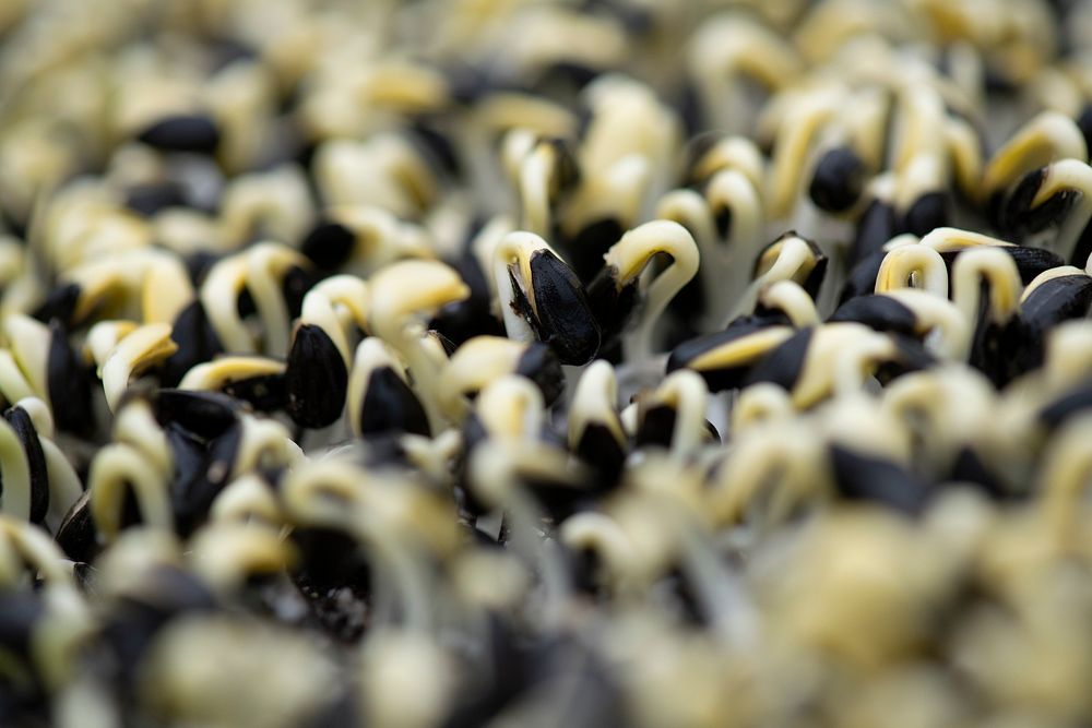 Sunflower sprouts are part of the micro-greens from Green Bexar Farm, in Saint Hedwig, Texas, near San Antonio, on Oct 17…