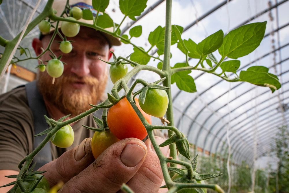 Cody Scott harvests grape tomatoes at Green Bexar Farm, in Saint Hedwig, Texas, near San Antonio, on Oct 21, 2020.