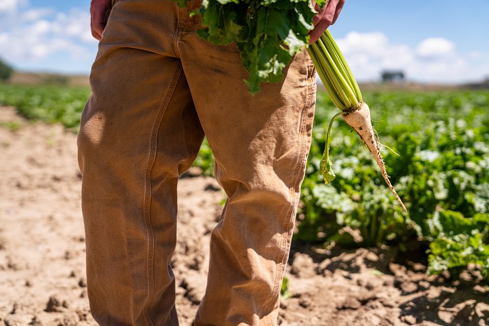 Ryan Gilbert, sixth-generation farmer, holds a young sugar beet on the Michael family farm.