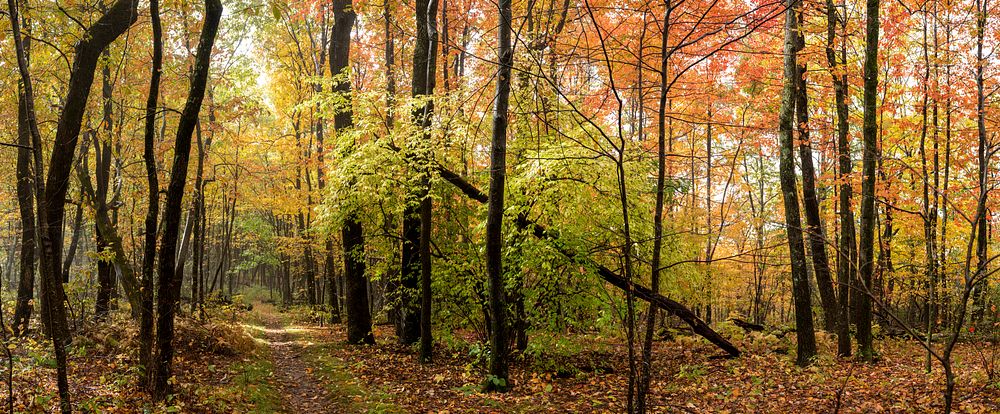 Aesthetic Autumn forest, nature background. Free public domain CC0 photo.
