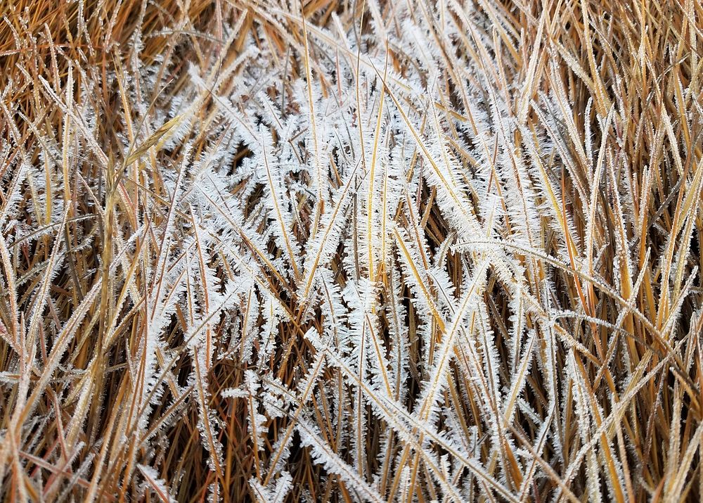 Frost on Dead Grass