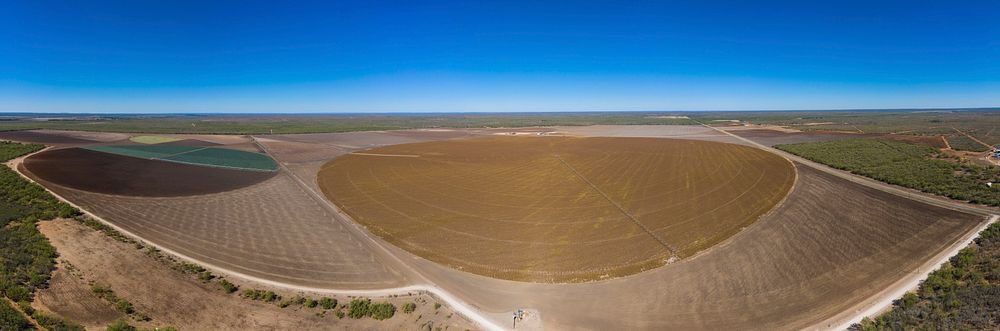 Aerial view of the 270-acre pivot irrigated sesame seeds crop, still several days away from harvest at the Ernie Schirmer…