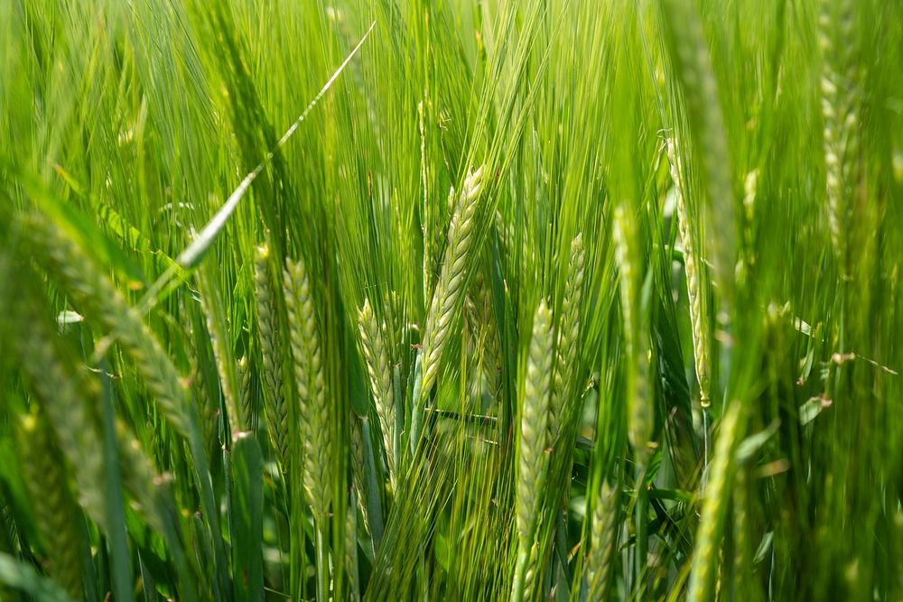 Malt barley raised on family-owned farm for Molson/Coors.