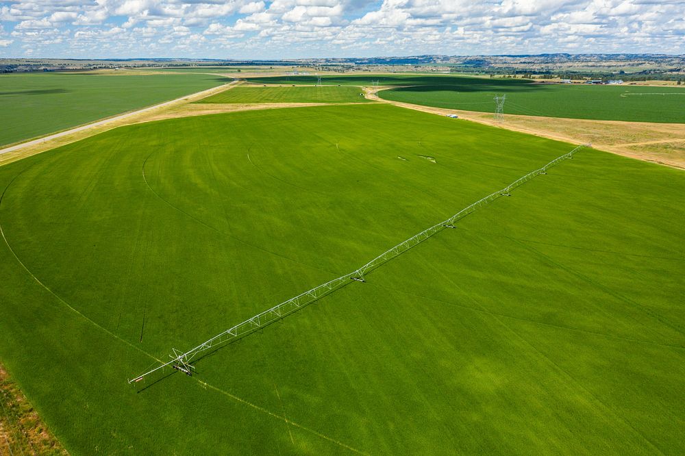 Malt barley raised on Kuntz farm for Molson/Coors.