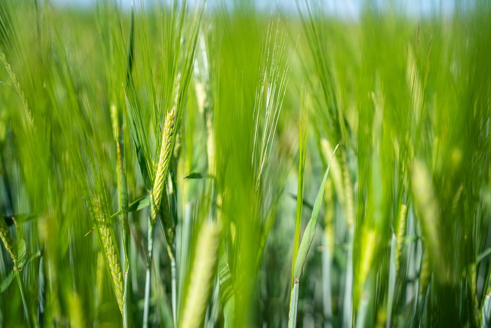 Malt barley raised on the Michael family farm.