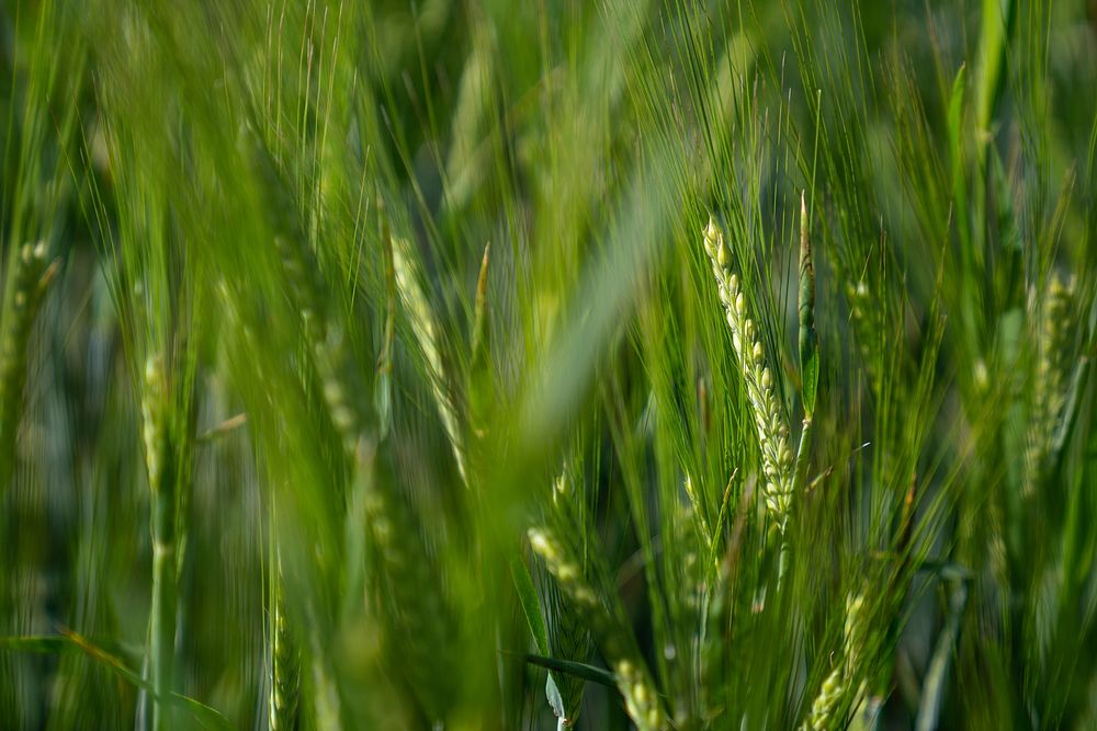 Malt barley raised on the Michael family farm.