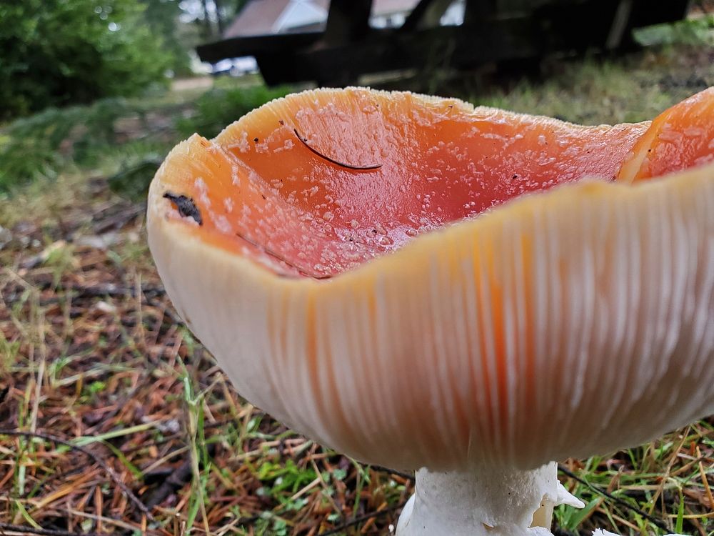 Fly agaric, Mt. Baker-Snoqualmie National Forest. Photo by Anne Vassar November 23, 2020. Original public domain image from…