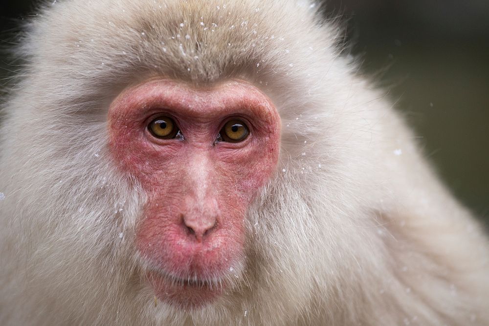 Nagano snow monkey, animal photography. Free public domain CC0 image.