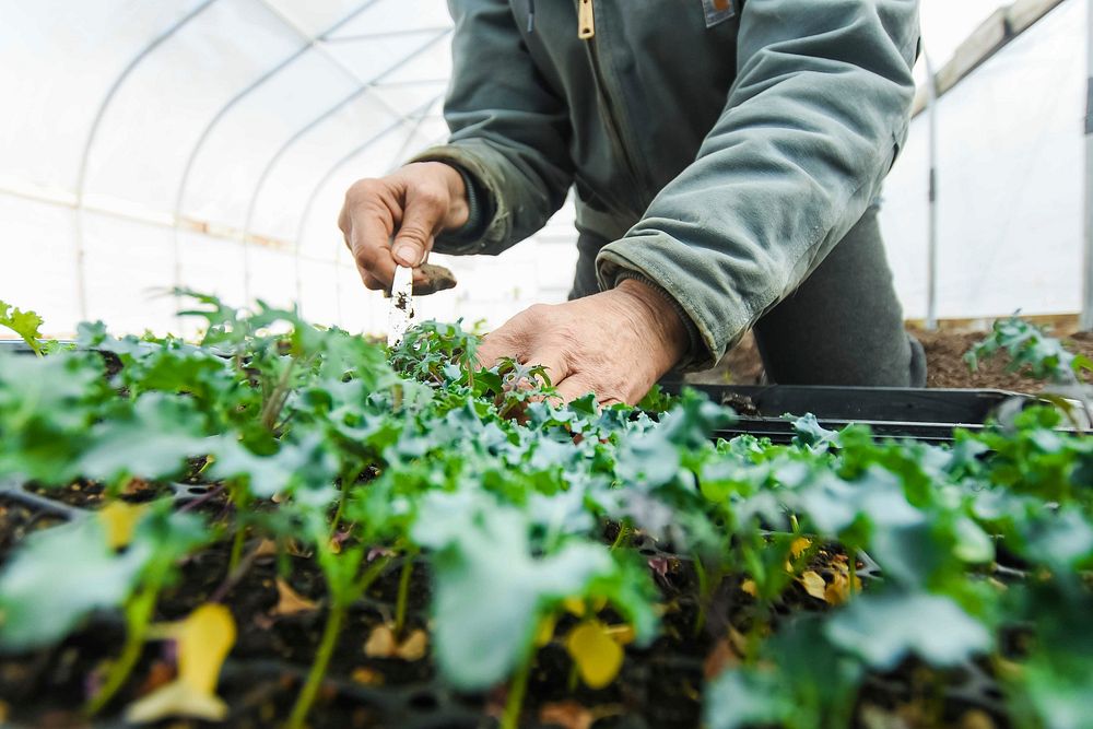 Jan Pilarski, the founder of Green Bridge Growers located in Mishawaka, IN, prepares to plant kale in the farm's hoop house…