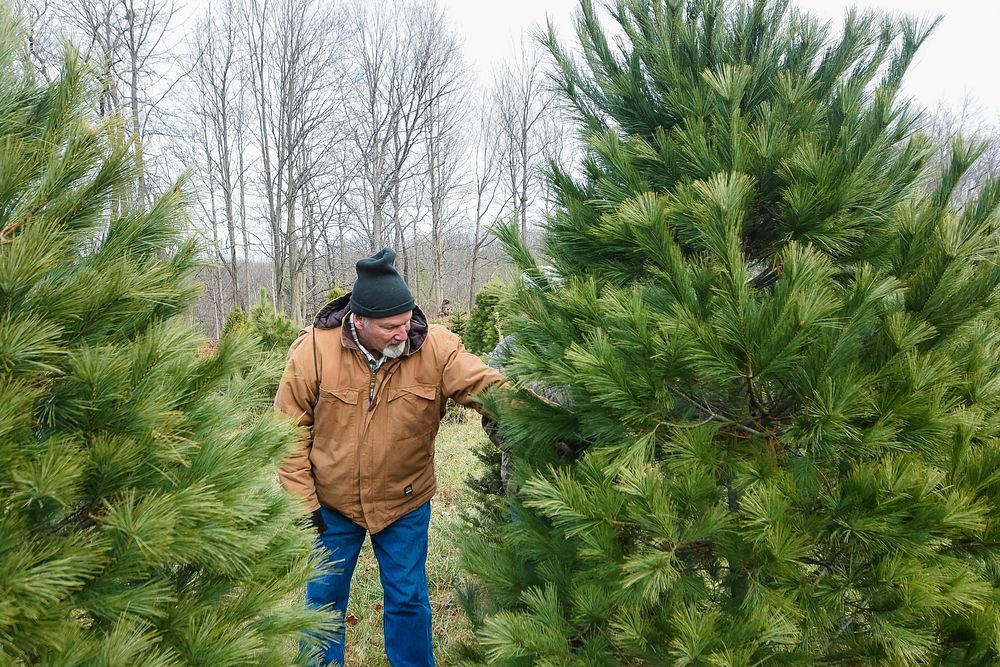 Allen Royer, who co-owns Wagoner Christmas Tree Farm in Putnam County, Indiana, shows off a tree growing on the farm Dec.…