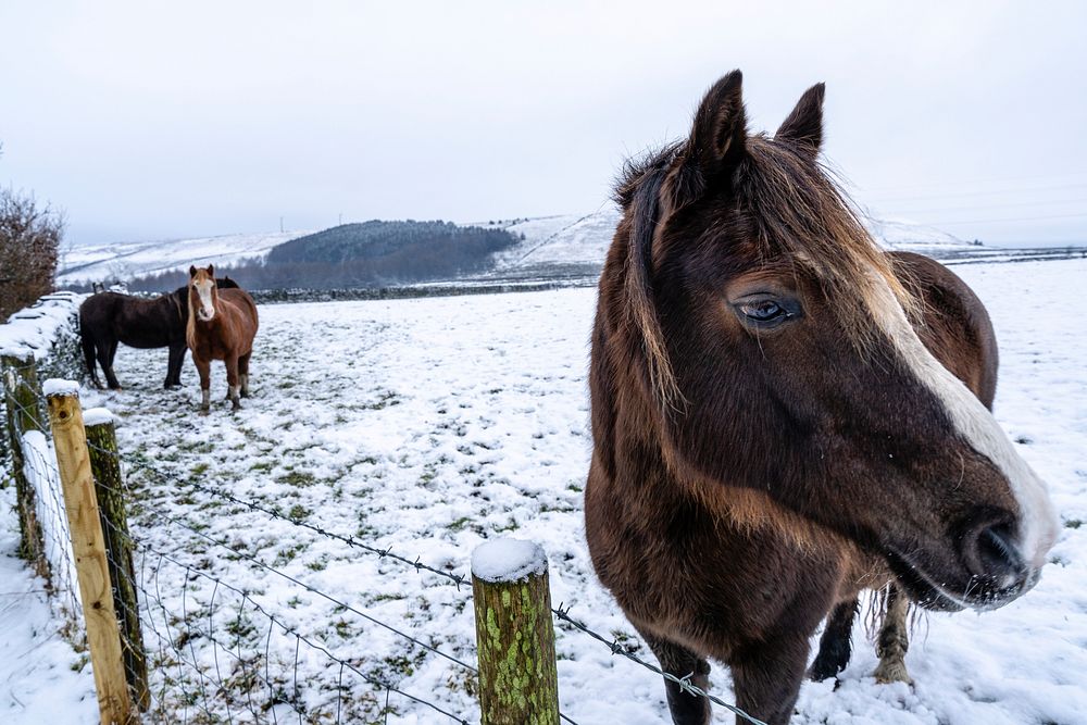 Horses on a snowy farm. Original public domain image from Flickr