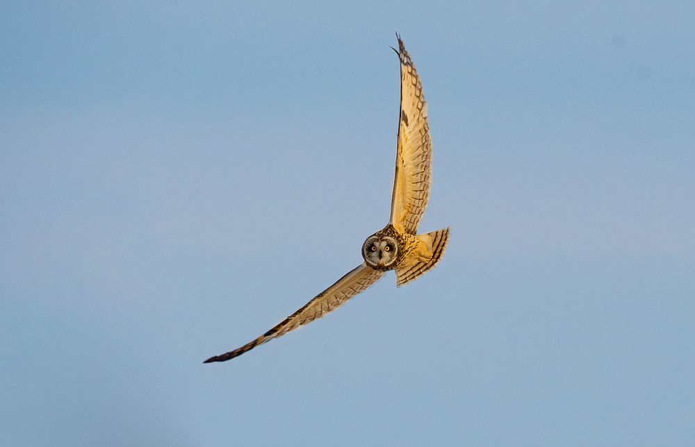 Short-eared owl flies along the old historic Route 66 near bison overlook at the USDA's Forest Service Midewin National…