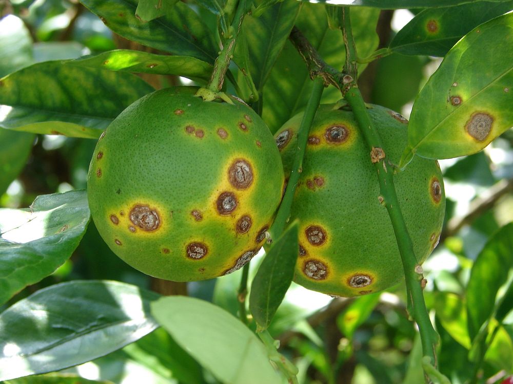 Symptoms of citrus canker on fruit, leaves, and stems. Citrus canker is a bacterial disease of citrus that impacts the…
