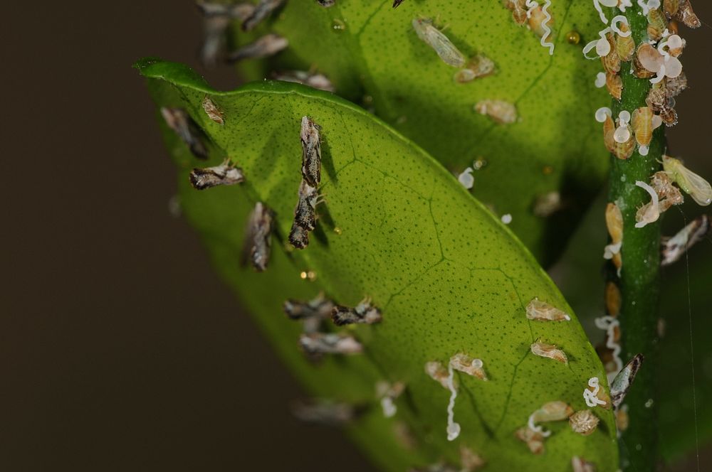 Close-up view of a heavy infestation of Asian citrus psyllid (ACP) adults and nymphs on a citrus plant. ACP can carry and…