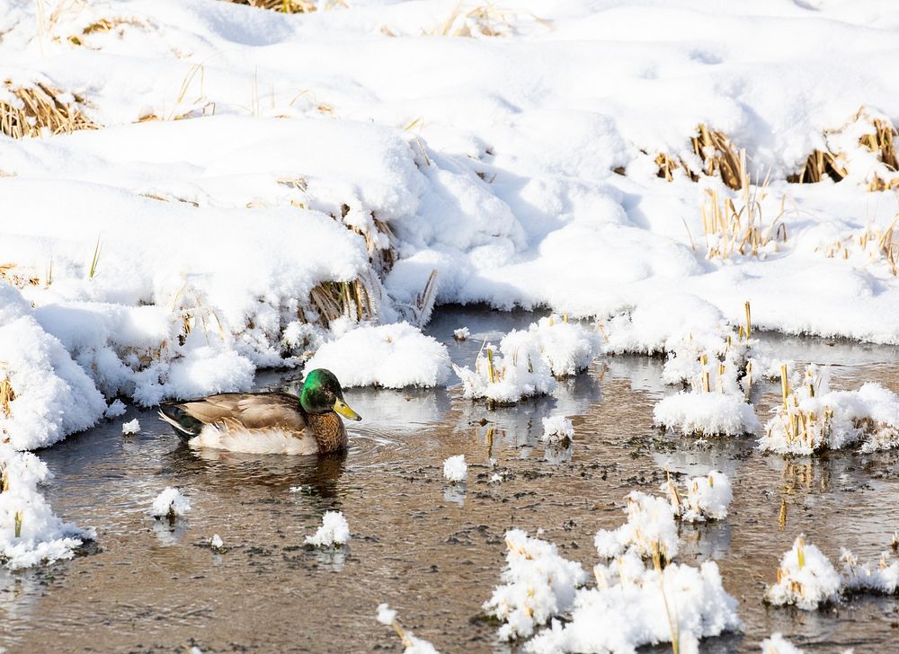Mallard Duck in Lamar Valleyby Diane Renkin. Original public domain image from Flickr