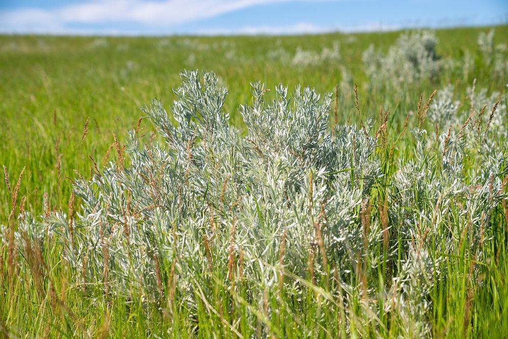 Sagebrush is one component of the diverse plant species on managed rangeland. Banister Ranch, Wibaux County, Montana. June…