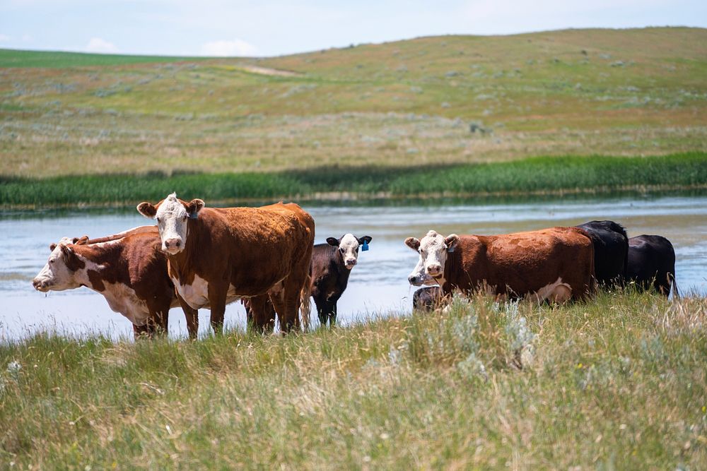 Cattle grazing near a lake. Original public domain image from Flickr