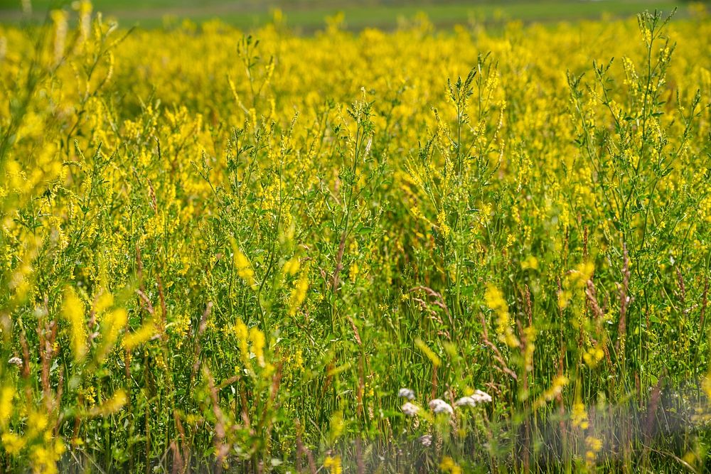 Yellow sweet clover produces nitrogen for next year's grass crop. Ray Banister Ranch, Wibaux County, Montana. June 2020..…