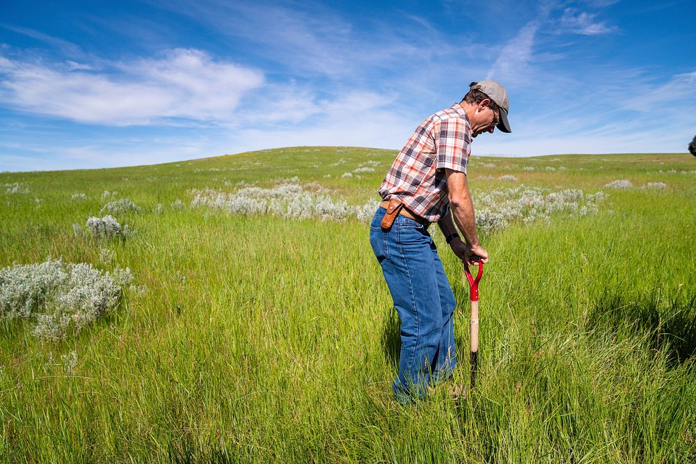 NRCS Area Resource Conservationist Mark Henning digs a hole to observe soil structure on perennial hay ground. Field was…