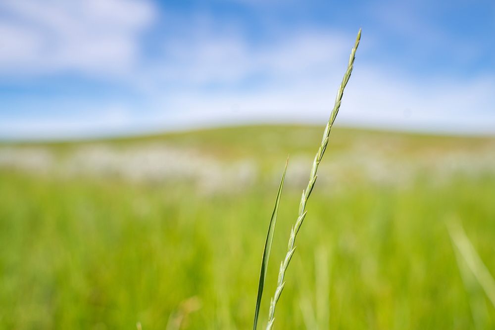 Intermediate wheat grass on managed hayland that was rested last year. Ray Banister Ranch, Wibaux County, Montana. June…