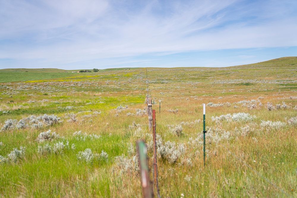 Left side of fenceline is managed grazingland on Ray Banister's ranch.