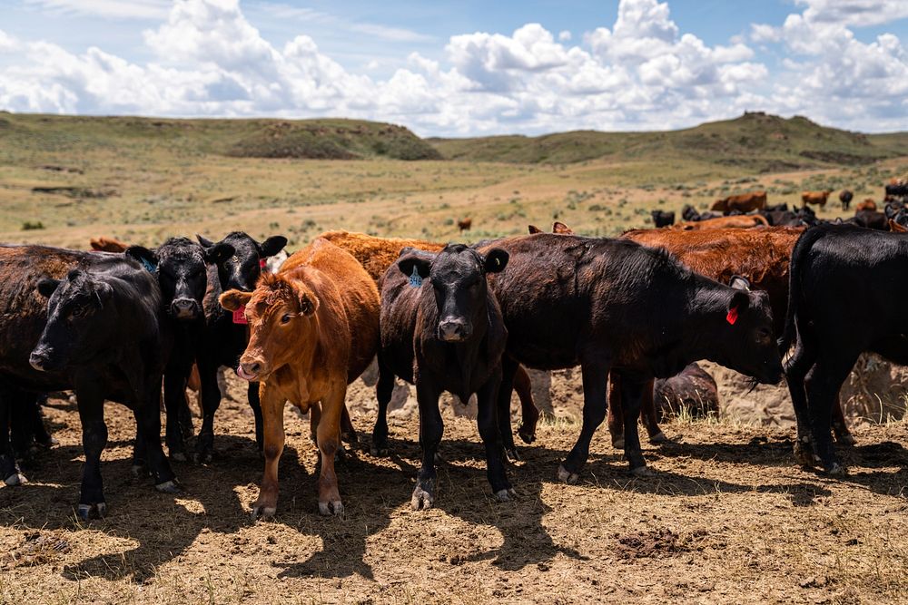 Burgess ranch has transitioned from farming to solely raising cattle.