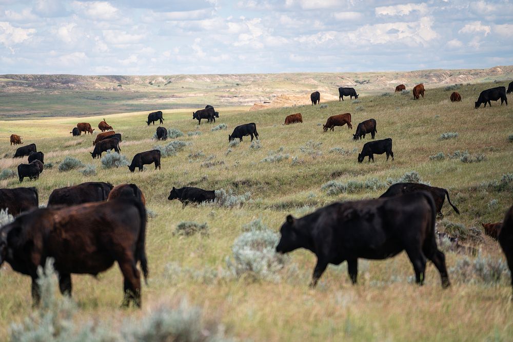 Cattle grazing on the Burgess ranch.