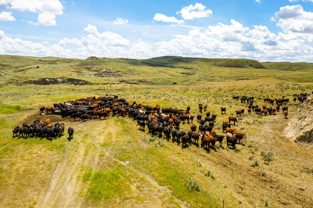 Cattle grazing on the Burgess ranch.