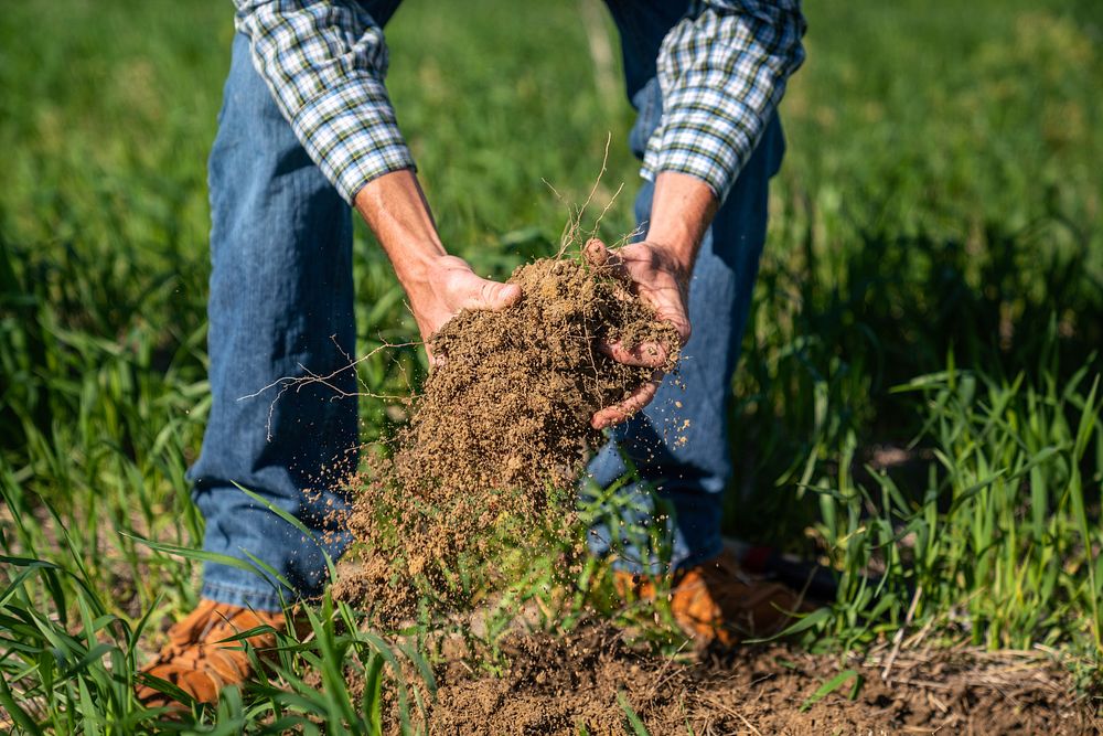 Brock Linker of Linker Farms checks the condition of the soil. Loose, uncompacted soil, healthy roots, earthworms and soil…