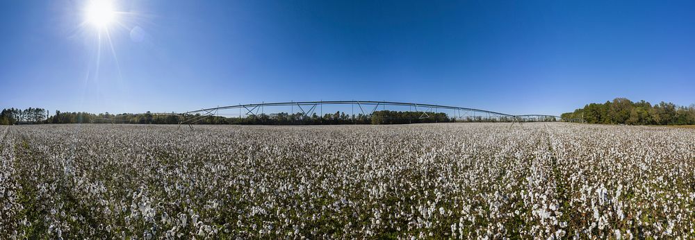 Pivot irrigated cotton field, near harvest time, South Carolina, on Nov. 18, 2020. USDA Media by Lance Cheung. Original…