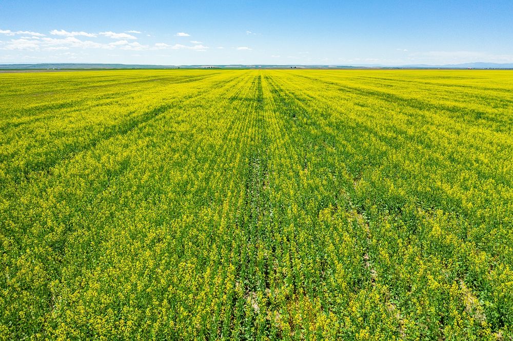 Canola field. Linker Farms, Judith Basin County, Montana. June 2020. Original public domain image from Flickr