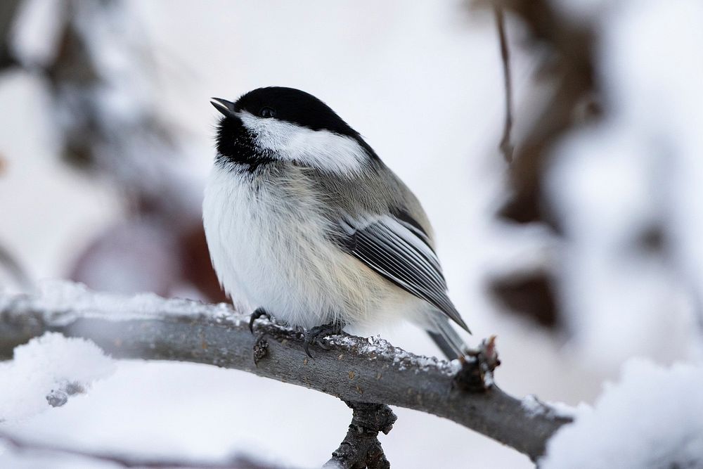 Black-capped chickadee, snowy day. Original public domain image from Flickr