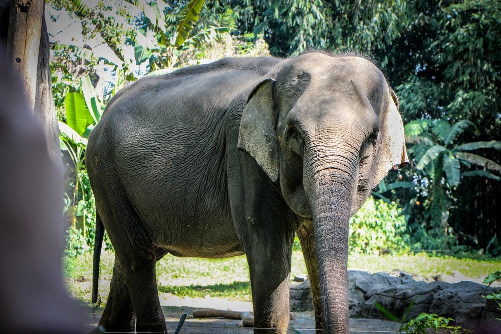 Apa kabar? Gajah Sumatera yang tinggal di kebun raya Bogor. Photo DMahendra, USAID BIJAK. Original public domain image from…