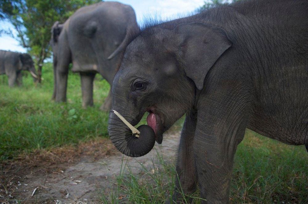 Baby elephant background. Original public domain image from Flickr