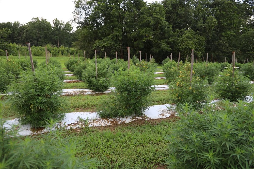 Hemp plants flourish on a farm in Maryland during the 2020 growing season. USDA photo by AMS Public Affairs. Original public…