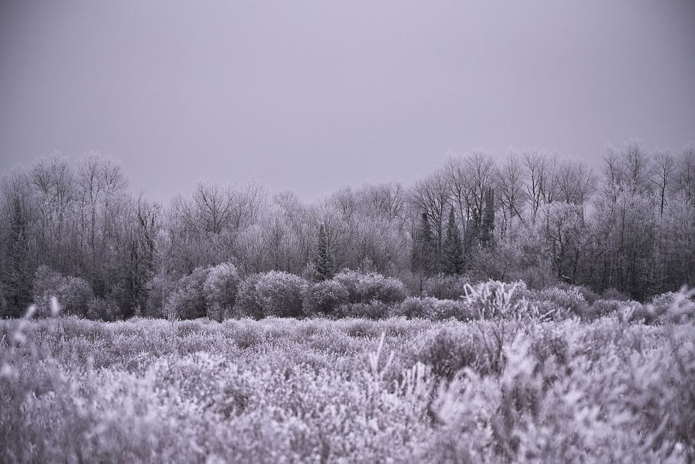 Frosty trees. Original public domain image from Flickr
