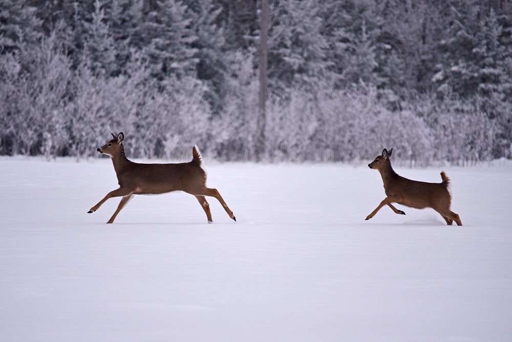 Two white-tailed deer run through the snow. Original public domain image from Flickr