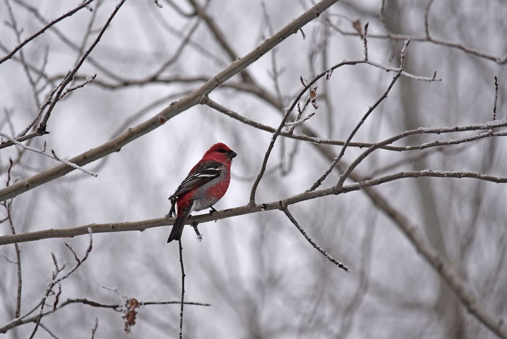 Male pine grosbeakA male pine grosbeak perched in a tree. Photo by Courtney Celley/USFWS. Original public domain image from…
