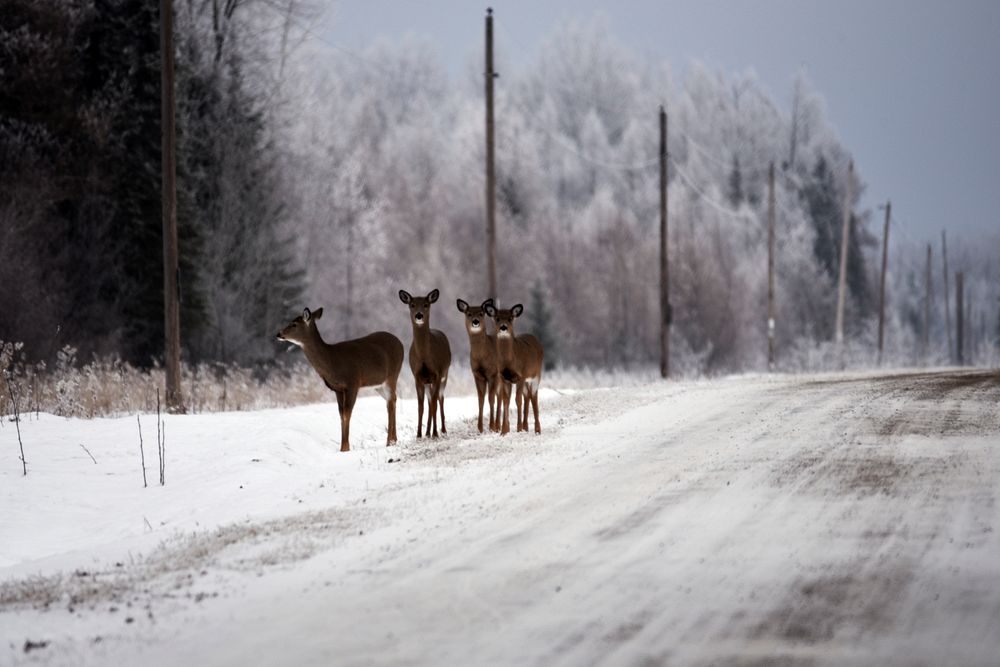 White-tailed deerFour white-tailed deer stand along a rural road.Photo by Courtney Celley/USFWS. Original public domain…