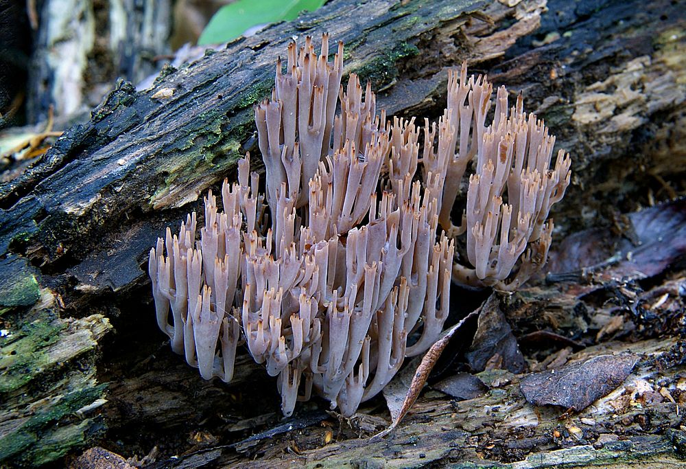 Artomyces turgidusGrows on well rotted wood in groups. Coral-like in form often running down the length of wood. Has a much…