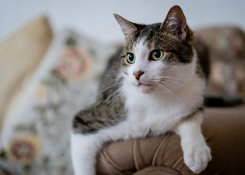 Cat lounging on a couch. Original public domain image from Flickr