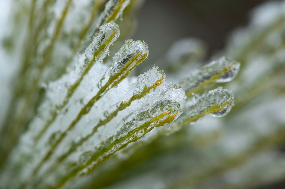 Ice-encased Pine Needles. Free public domain CC0 photo.