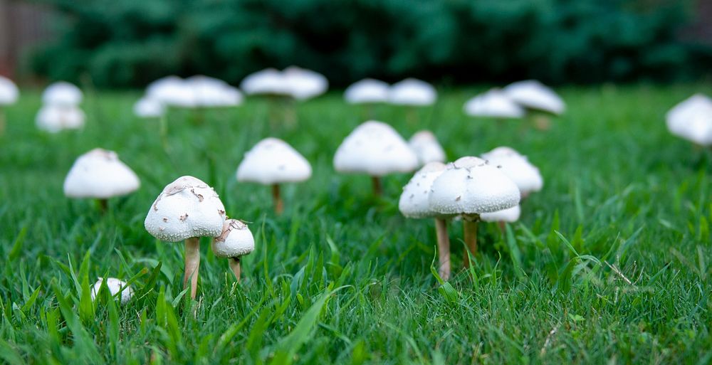 Mushrooms on Lawn