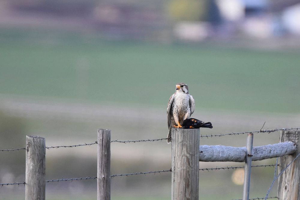 Prairie falcon with black bird. Powell County, MT. 2020. Original public domain image from Flickr