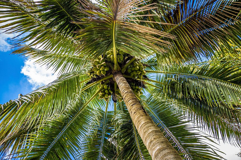 Palm trees on Harvest Farm, in Loxahatchee Groves, Florida, February 25, 2021.Holman raises chickens, cattle, vegetable, and…