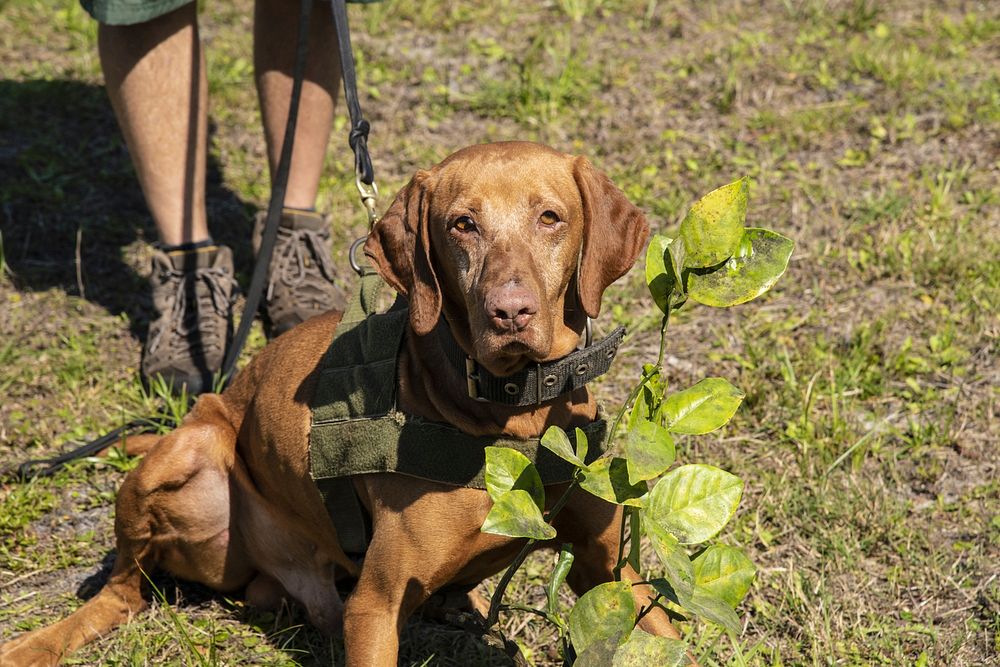 F1K9 Canine Trainer / Instructor Bryan Bice with agricultural disease Detection Dog (in-training) Kos (a Vizsla dog) who…