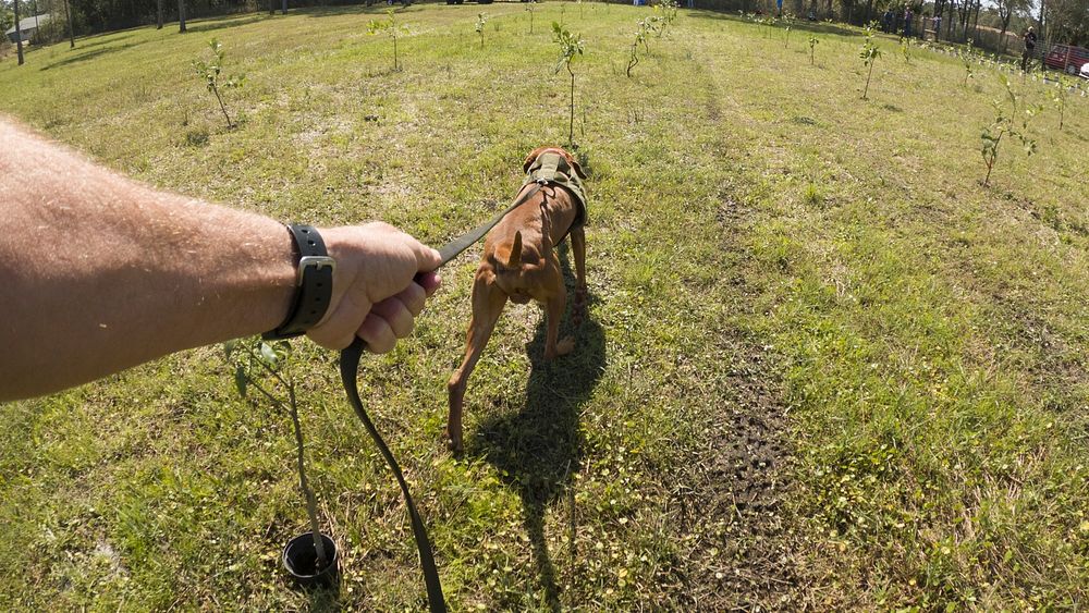 F1K9 Canine Trainer / Instructor Bryan Bice with agricultural disease Detection Dog (in-training) Kos (a Vizsla dog) quickly…