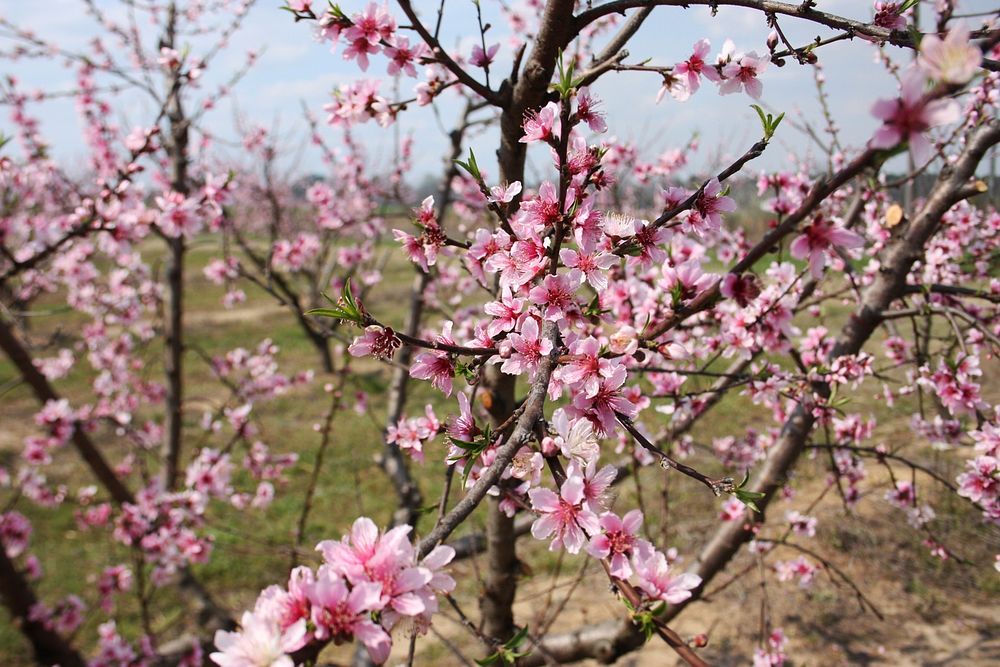 Peach Trees Blooming