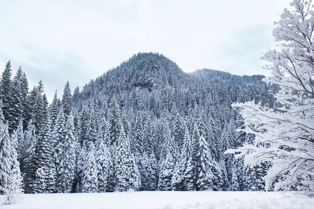 Snowy trees and field, Cascade mountains, Oregon.